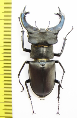 Lucanus cervus, male  Russia, Voronezh  65mm - INSECTS-STORE.RU