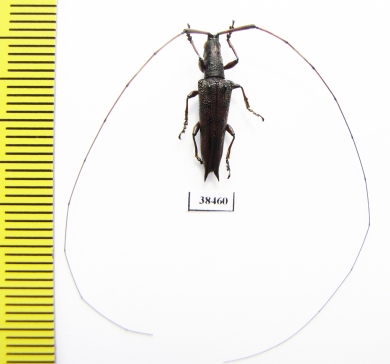 Cerambycidae sp.  Malaysia, Borneo - INSECTS-STORE.RU