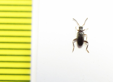 Aderidae, Anidorus nigrinus  Russia, Tver reg. - INSECTS-STORE.RU