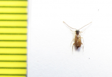 Aderidae, Euglenes pygmaeus  Russia, Tver reg. - INSECTS-STORE.RU