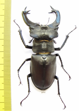 Lucanus cervus, male  Russia, Voronezh  68mm - INSECTS-STORE.RU