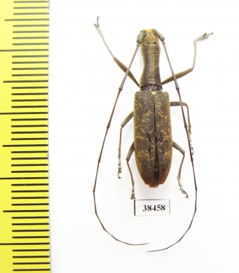 Gnoma sp.  Malaysia, Borneo - INSECTS-STORE.RU