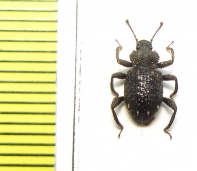 Zopheridae sp.  Indonesia, Sumatra - INSECTS-STORE.RU