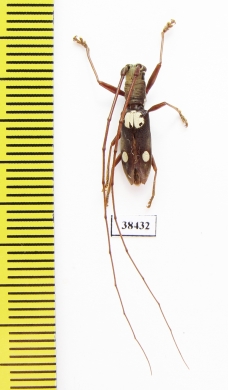 Olenecamptus sp.  Malaysia, Borneo - INSECTS-STORE.RU