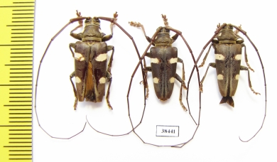 Cereopsius sexmaculatus  Malaysia, Borneo - INSECTS-STORE.RU