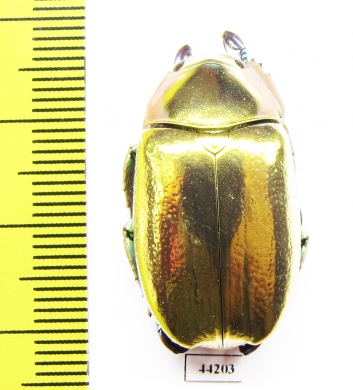 Chrysina aurigans  Costa Rica - INSECTS-STORE.RU
