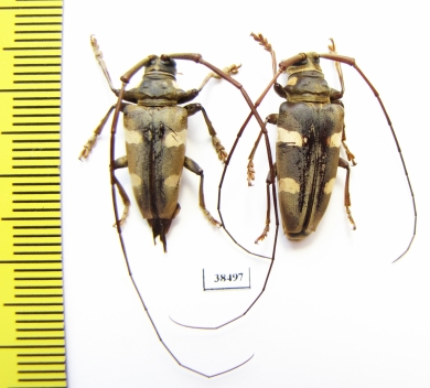 Cereopsius sexmaculatus, pair  Malaysia, Borneo - INSECTS-STORE.RU