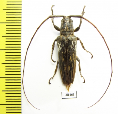 Cerambycidae sp.  Malaysia, Borneo - INSECTS-STORE.RU