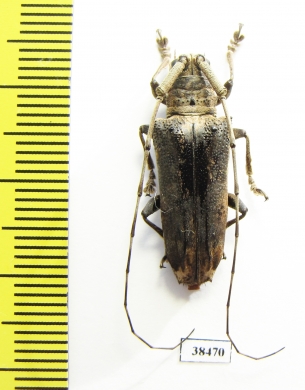 Cerambycidae sp.  Malaysia, Borneo - INSECTS-STORE.RU