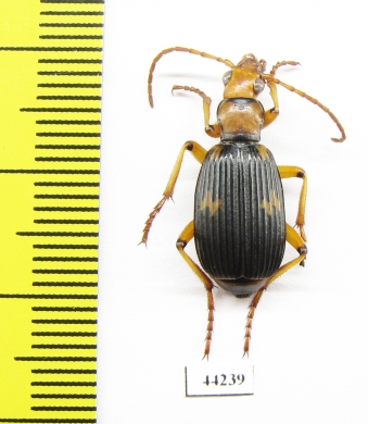 Carabidae sp.  Zimbabwe - INSECTS-STORE.RU
