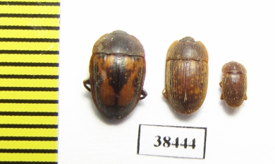 Nitidulidae sp.  Guinee - INSECTS-STORE.RU