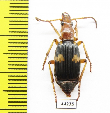 Carabidae sp.  Zimbabwe - INSECTS-STORE.RU