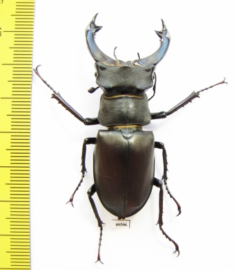 Lucanus cervus, male  Russia, Voronezh  62mm - INSECTS-STORE.RU