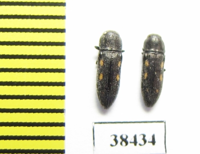 Buprestidae sp.  South Africa Rep. - INSECTS-STORE.RU