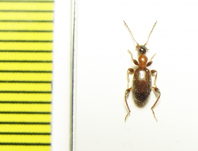 Anthicidae, Anthelephila ? caeruleipennis, Iran, Sistan prov. - INSECTS-STORE.RU