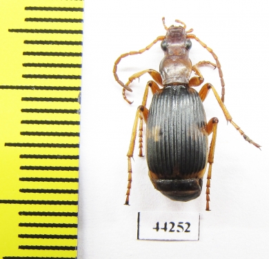 Carabidae sp.  Zimbabwe - INSECTS-STORE.RU