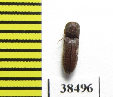 Eucnemidae sp.  South Africa Rep. - INSECTS-STORE.RU