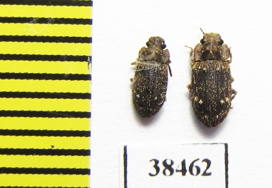 Zopheridae sp.  South Africa Rep. - INSECTS-STORE.RU