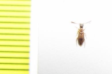 Anthicidae, Endomia unifasciata  Russia, Astrakhan reg. - INSECTS-STORE.RU