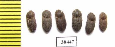 Elateridae sp.  South Africa Rep.   - INSECTS-STORE.RU