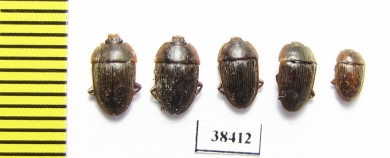 Nitidulidae sp.  South Africa Rep. - INSECTS-STORE.RU