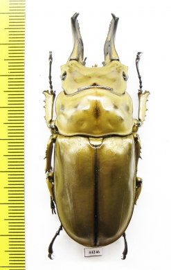 Allotopus rosenbergi  Indonesia, Java  70mm - INSECTS-STORE.RU