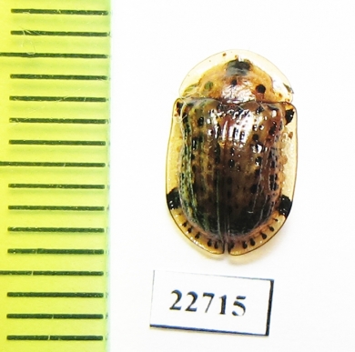 Chrysomelidae sp.  South Africa Rep. - INSECTS-STORE.RU