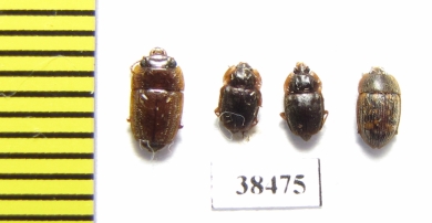 Nitidulidae sp.  South Africa Rep. - INSECTS-STORE.RU