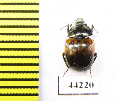 Sphaerites dimidiatus  China, Gansu prov. - INSECTS-STORE.RU