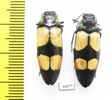 Agelia petelii, pair  Zimbabwe - INSECTS-STORE.RU