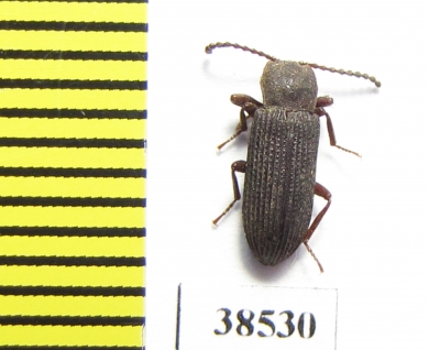 Tenebrionidae sp.  Guinee   - INSECTS-STORE.RU