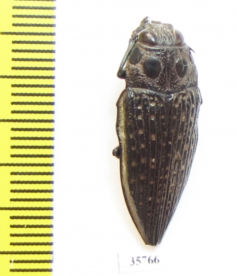 Lampetis sp.  Zambia - INSECTS-STORE.RU