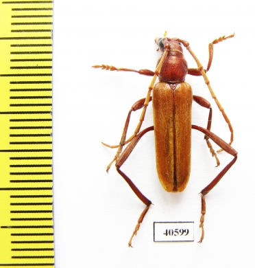 Osphranteria suaveolens  Iran, Hormozgan prov. - INSECTS-STORE.RU