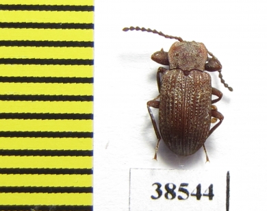 Tenebrionidae sp.  Guinee   - INSECTS-STORE.RU