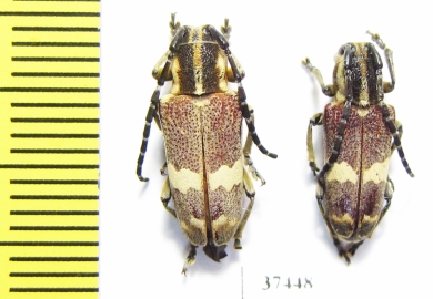 Glenea apicalis  South Africa Rep. - INSECTS-STORE.RU