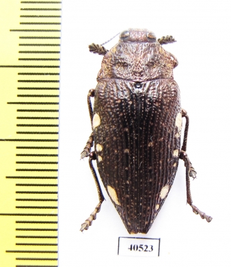 Polybothris pyropyga  Madagascar - INSECTS-STORE.RU