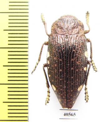 Polybothris pyropyga  Madagascar - INSECTS-STORE.RU