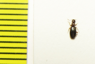 Anthicidae, Anthicus ? tristis  Russia, Astrakhan reg. - INSECTS-STORE.RU