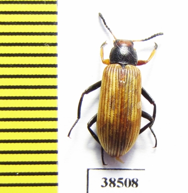 Tenebrionidae sp.  Guinee   - INSECTS-STORE.RU