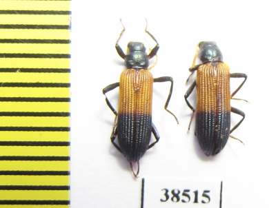 Tenebrionidae sp.  Guinee   - INSECTS-STORE.RU