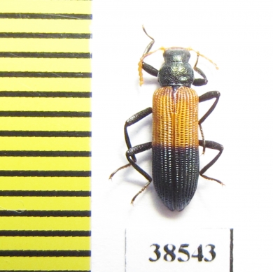 Tenebrionidae sp.  Guinee   - INSECTS-STORE.RU