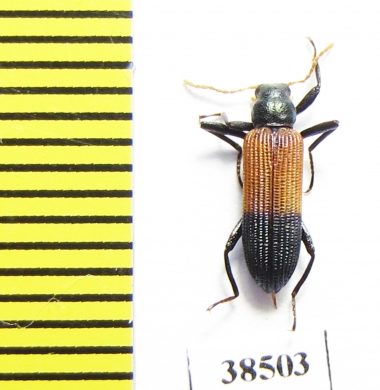 Tenebrionidae sp.  Guinee   - INSECTS-STORE.RU