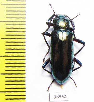 Tenebrionidae sp.  Guinee   - INSECTS-STORE.RU