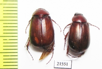 Melolonthinae sp.  South Africa Rep. - INSECTS-STORE.RU