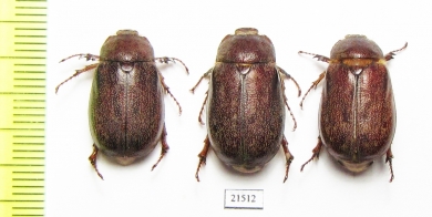 Melolonthinae sp.  South Africa Rep. - INSECTS-STORE.RU