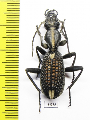 Cypholoba sp.  Zimbabwe - INSECTS-STORE.RU