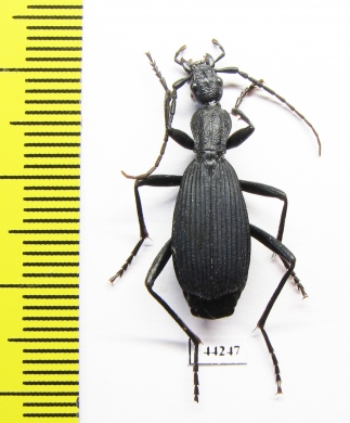 Carabidae sp.  Zimbabwe - INSECTS-STORE.RU