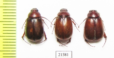 Melolonthinae sp.  South Africa Rep. - INSECTS-STORE.RU