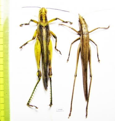 Orthoptera sp.  Indonesia, Kalimantan - INSECTS-STORE.RU