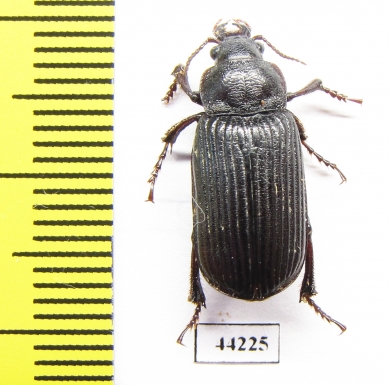 Carabidae sp.  Zimbabwe - INSECTS-STORE.RU